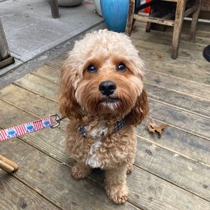 Meet your Posher, Meredith